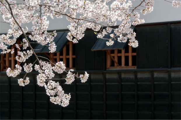 Cherry blossom by Kohji Asakawa